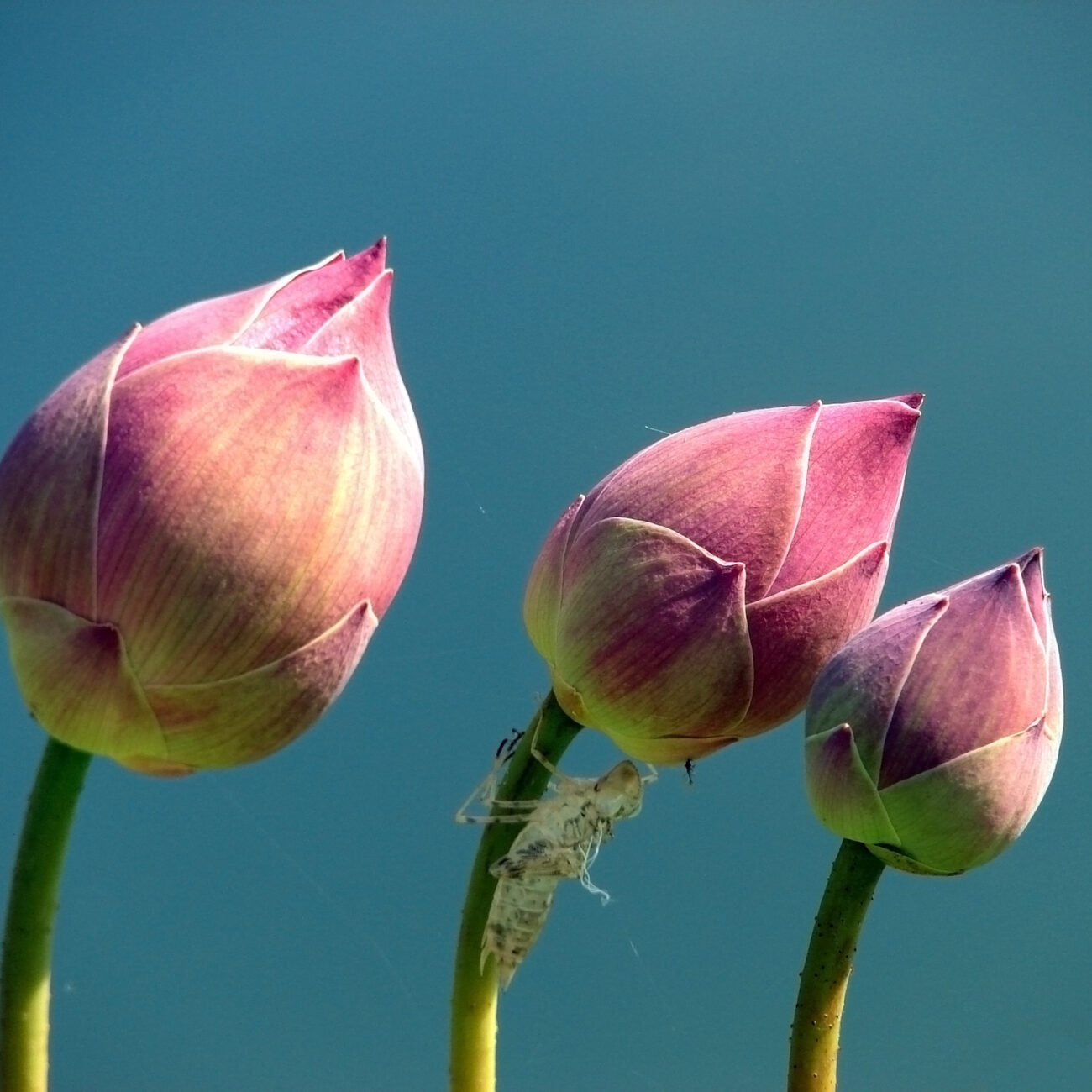 tulip