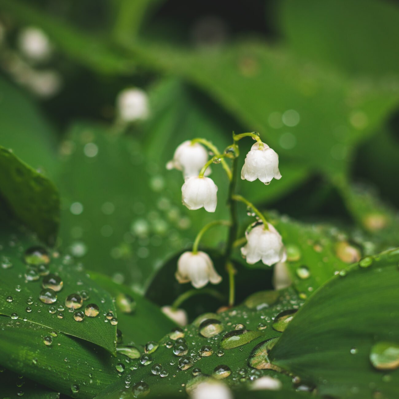 lily of the valley